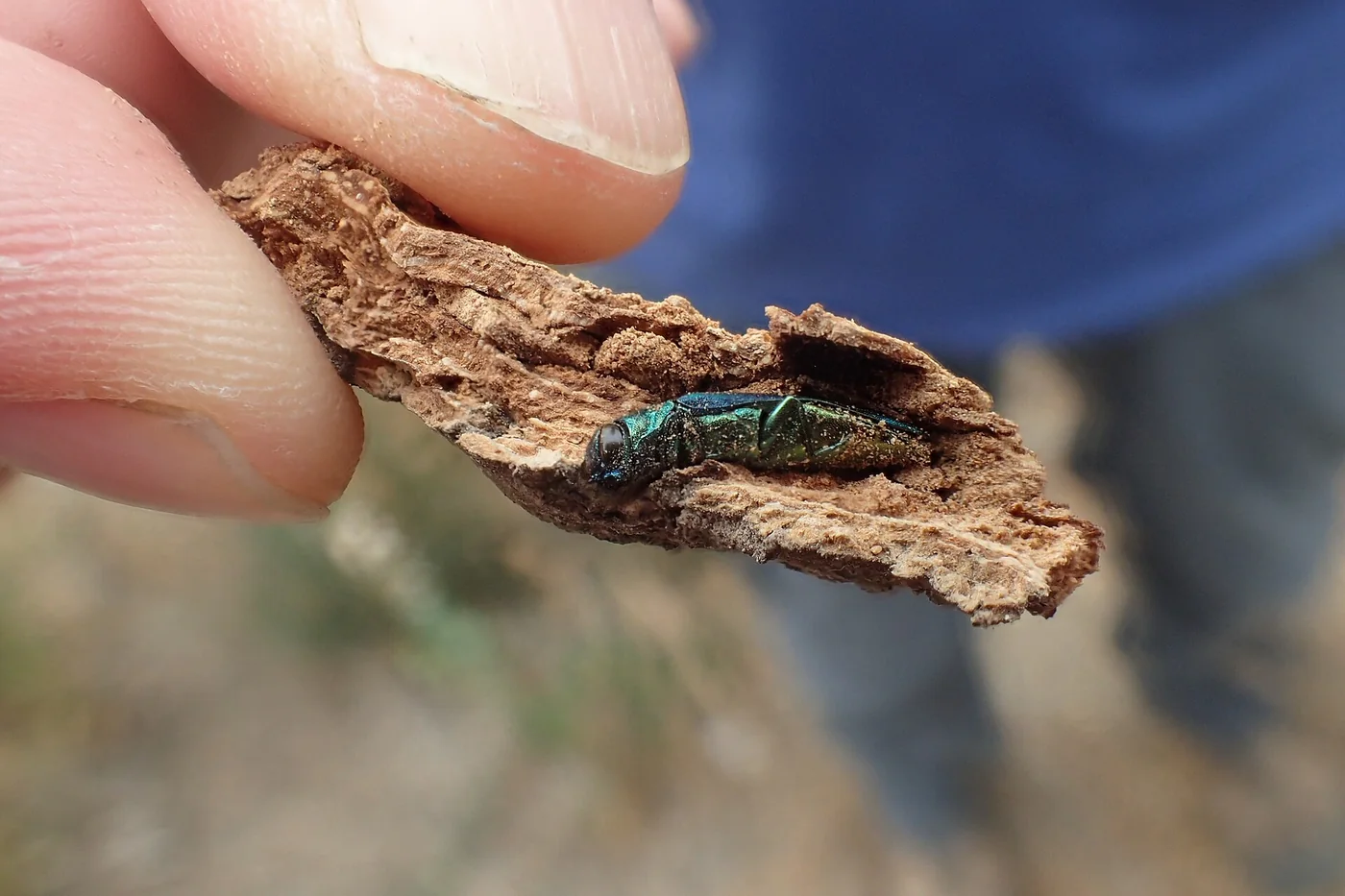 Ash tree bark lifted to show larval galleries underneath