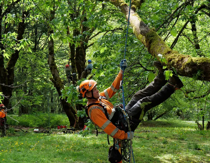 Climber working in a hardwood canopy from a rope and harness