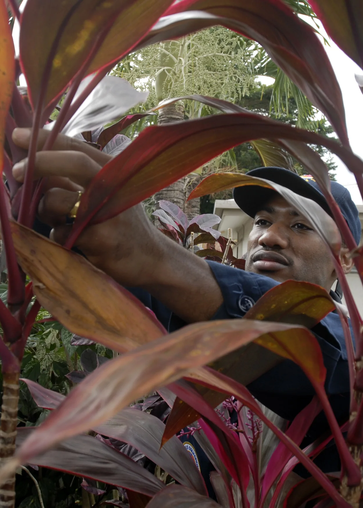 Worker trimming a small tree from the ground